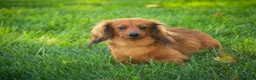 Miniature Dachshund dogs for sale: Rusty Miniature Dachshund  - Ad 7