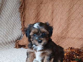 Havanese dogs - Ad 19