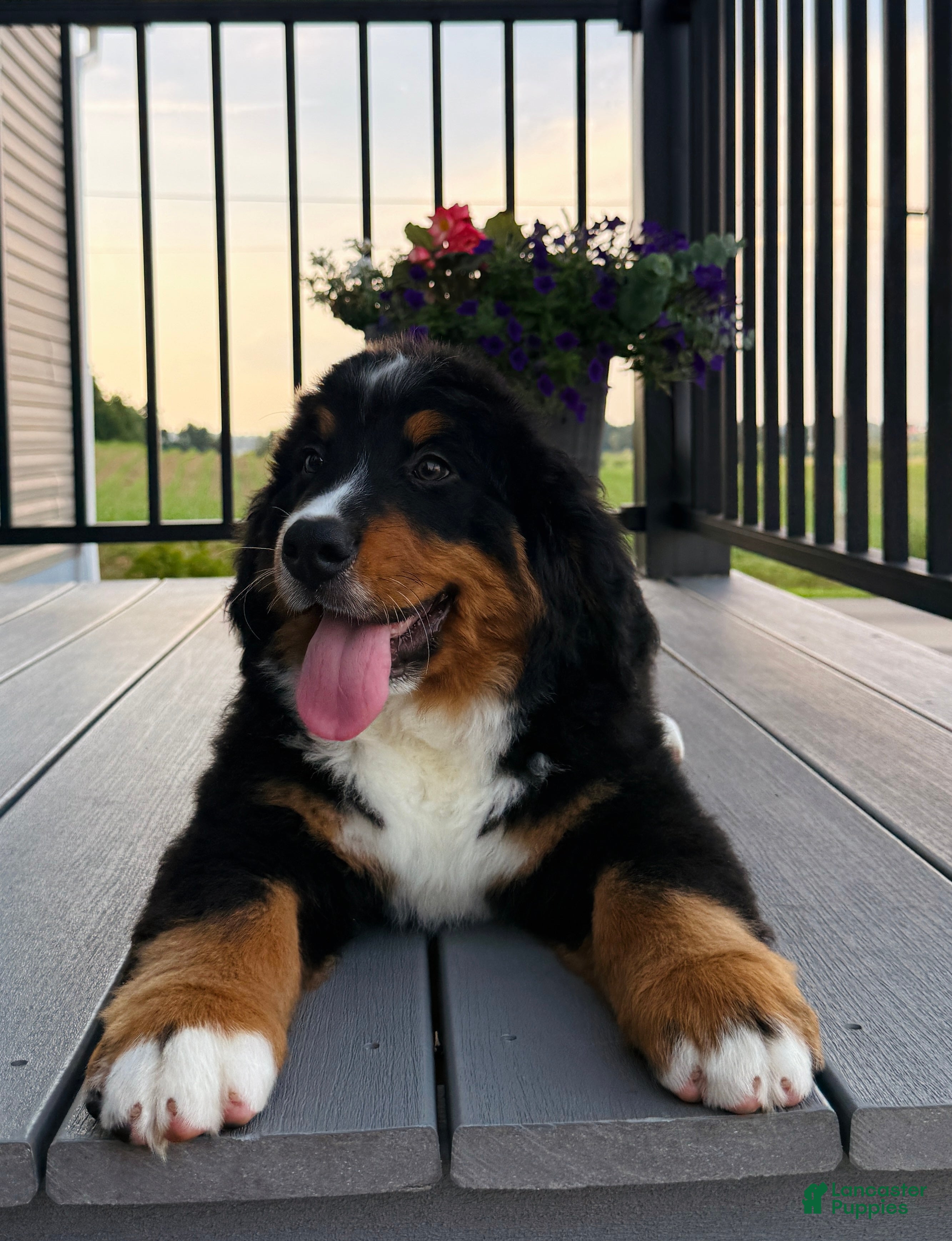 Bernese Mountain Dog dogs Ryder - Ad 1