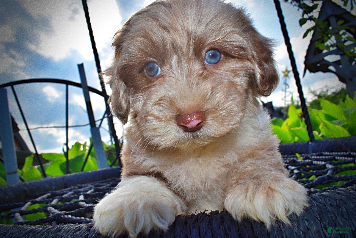Havapoo dogs Star-SUMMER SALE!! $100 off listed price-this week only!   - Ad 2