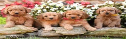 Mini Goldendoodle dogs for sale: Joy - Ad 5