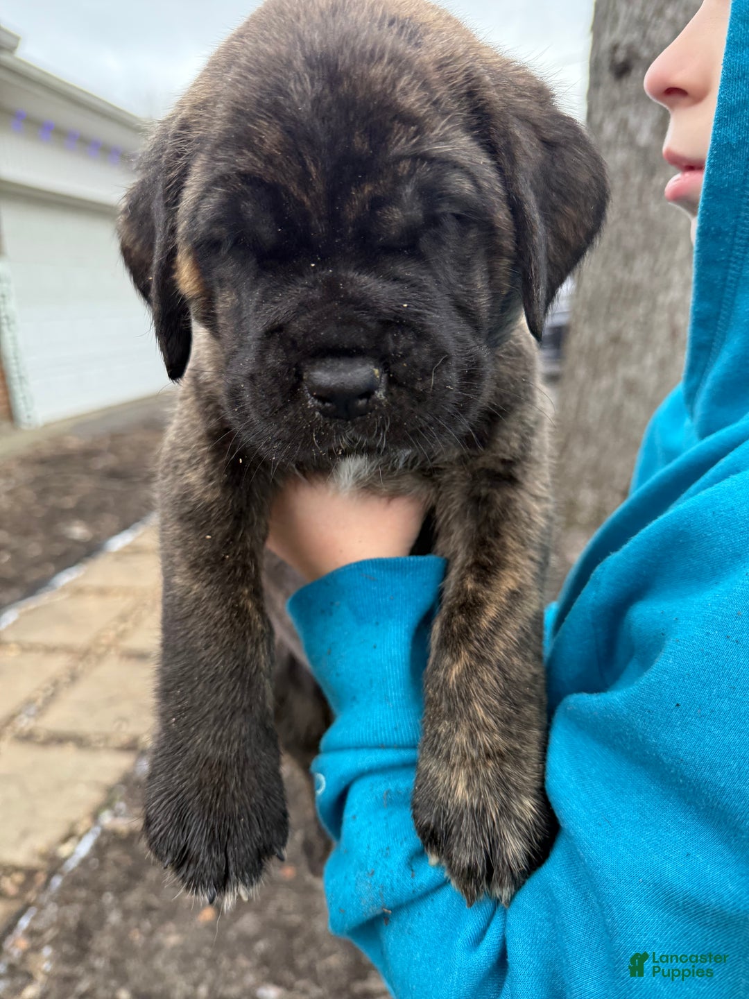 English Mastiff dogs for sale: English Mastiff Puppy “Purple” - Ad 7