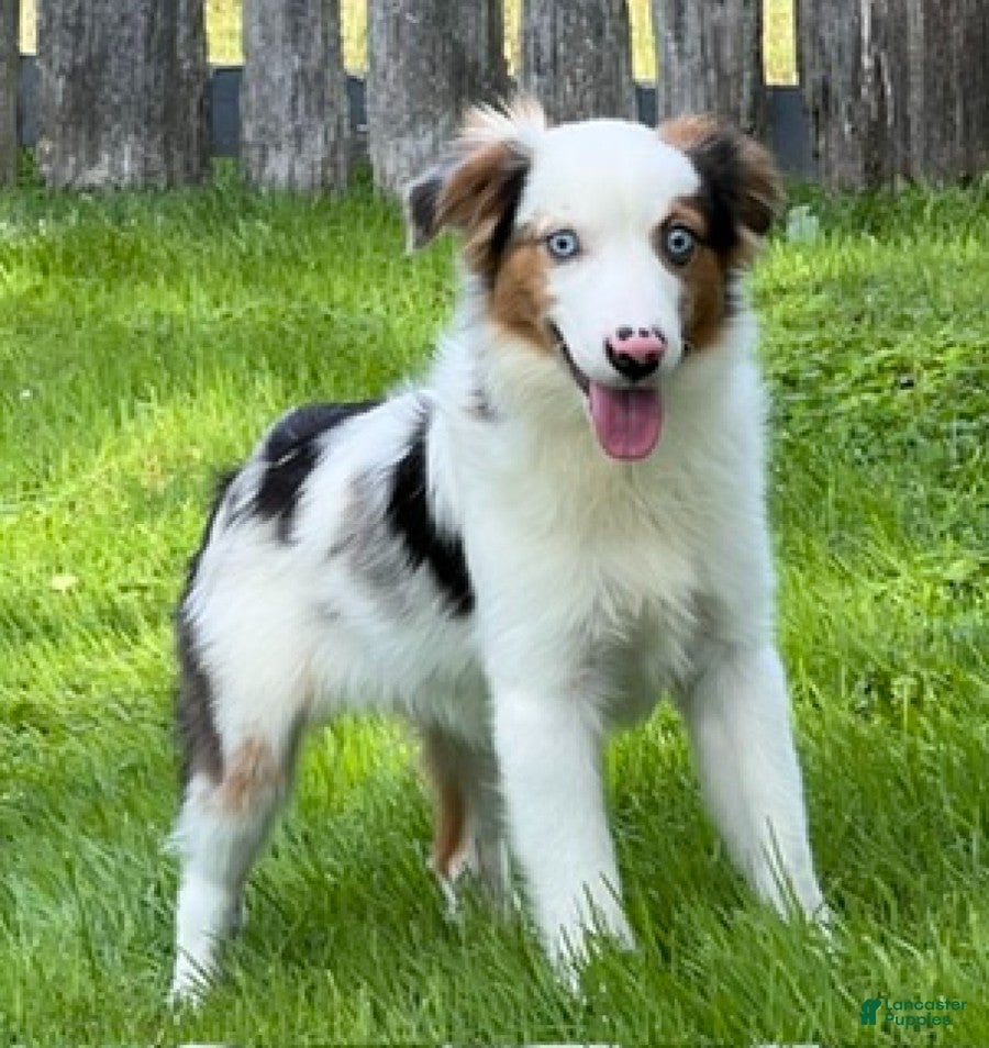 Miniature Australian Shepherd dogs Grace - Ad 2