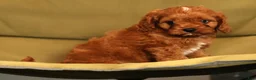 Cavapoo dogs for sale: Randy - Ad 8