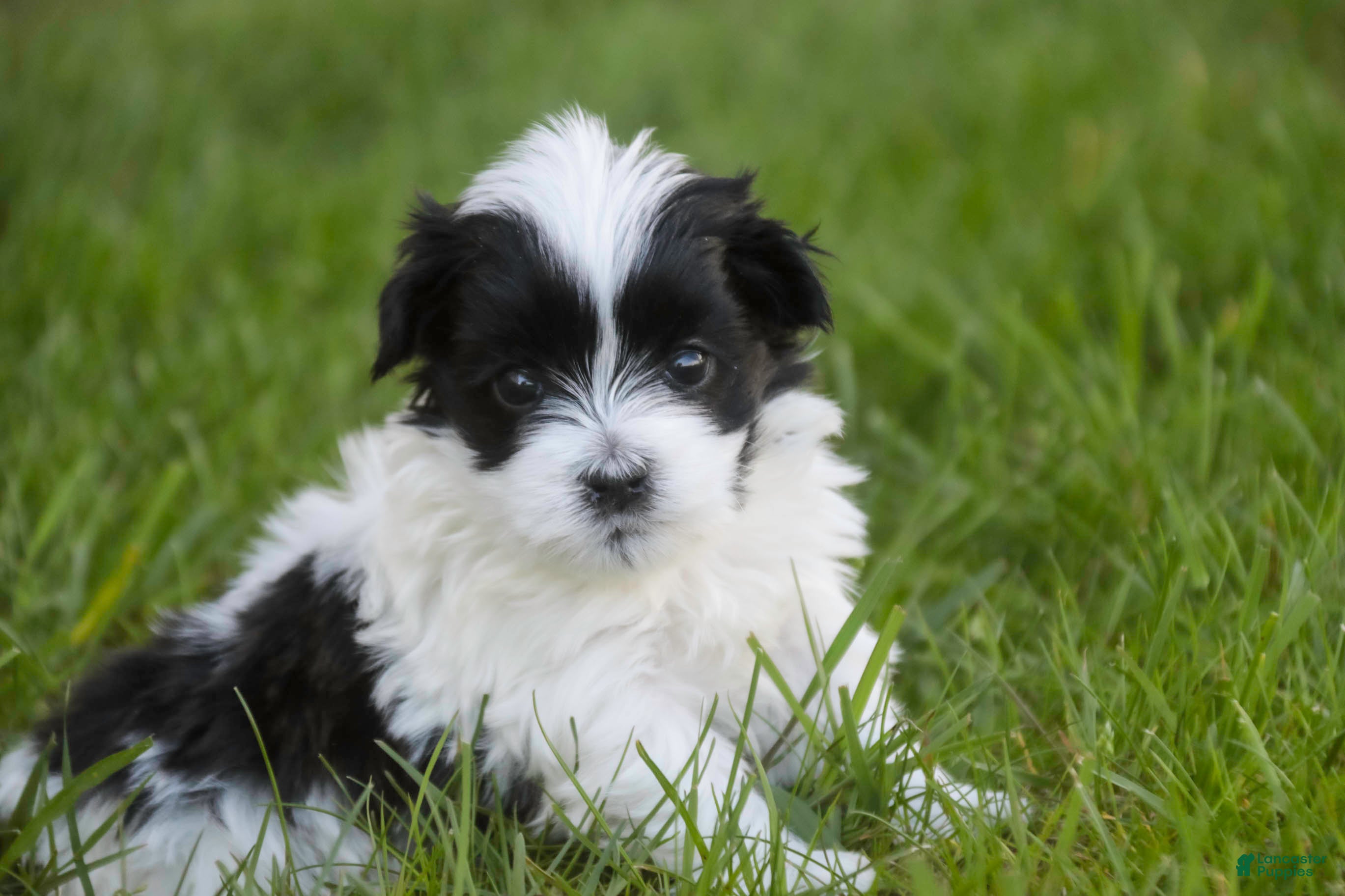 Havanese dogs for sale: Ivan Havanese Puppy  - Ad 3
