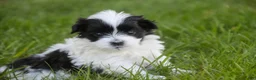 Havanese dogs for sale: Ivan Havanese Puppy  - Ad 1