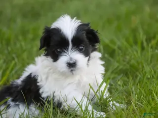 Havanese dogs for sale: Ivan Havanese Puppy - Ad 3