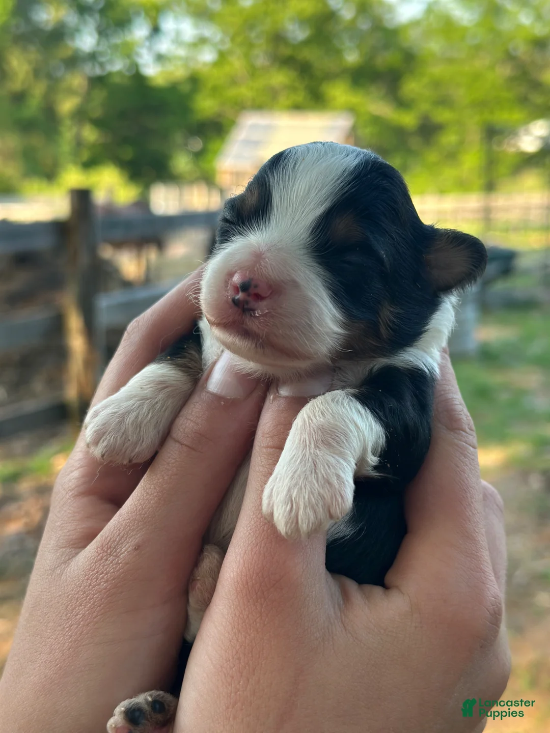 Aussiedoodle dogs for sale: Aussiedoodle Puppy 1 - Ad 2