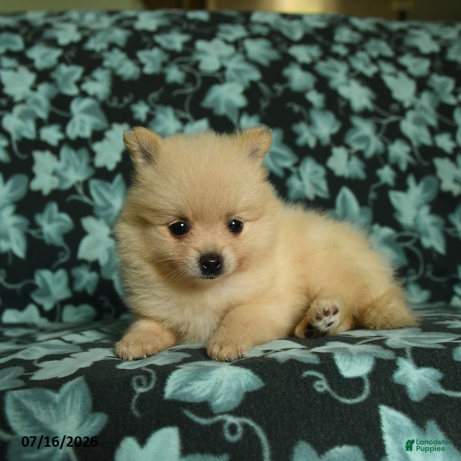 Pomeranian dogs Dolly - Ad 2