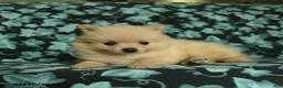 Pomeranian dogs for sale: Dolly - Ad 2