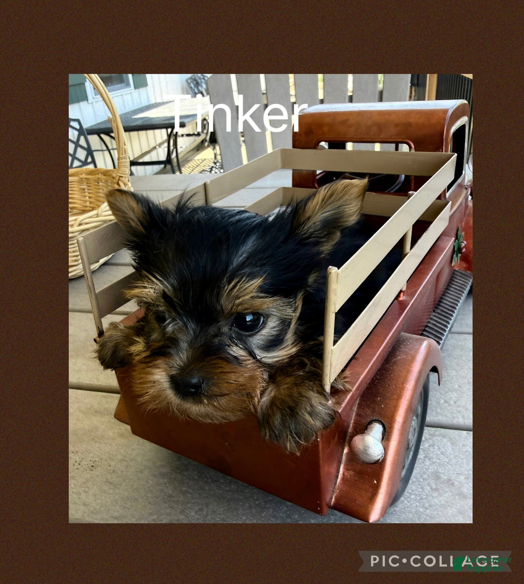 Yorkshire Terrier dogs Yorkshire Terrier Puppy 1 Tinker - Ad 1