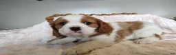 Cavalier King Charles Spaniel dogs for sale: Copper  - Ad 2