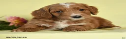 Mini Goldendoodle dogs for sale: Winston - Ad 3