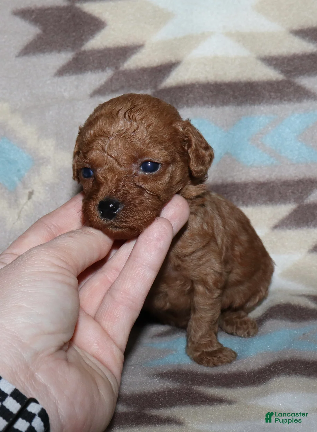 Toy Poodle dogs for sale: Summer’s red female 2 - Ad 2