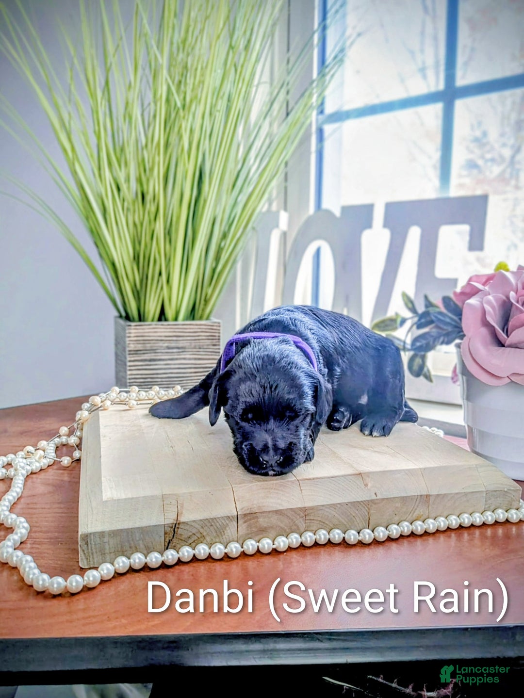 Mixed Breed dogs for sale: Golden Mountain Doodle Puppy 3 - Ad 2