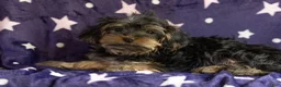 Mixed Breed dogs for sale: Brownie - Ad 1