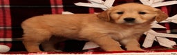 Golden Retriever dogs for sale: Ginger - Ad 4