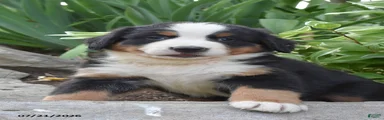 Eli