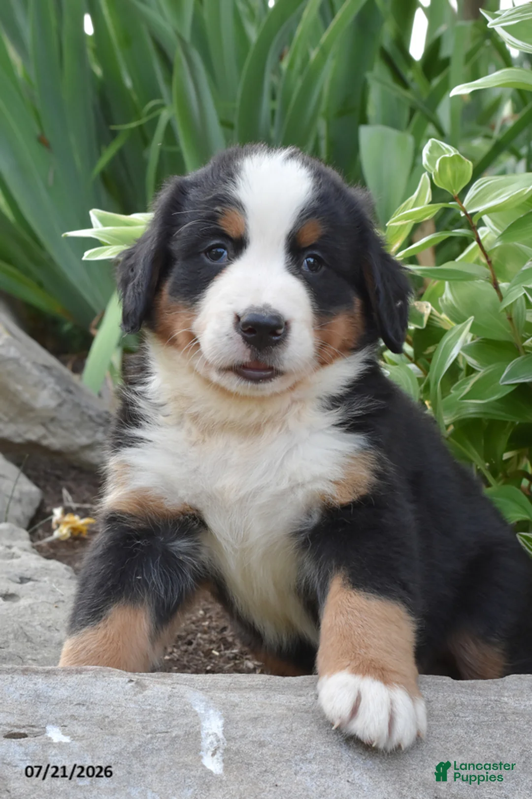 Bernese Mountain Dog dogs for sale: Eli - Ad 1