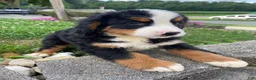 Bernese Mountain Dog dogs for sale: Rusty - Ad 6