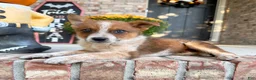 Australian Cattle Dog dogs for sale: Maverick - Ad 1
