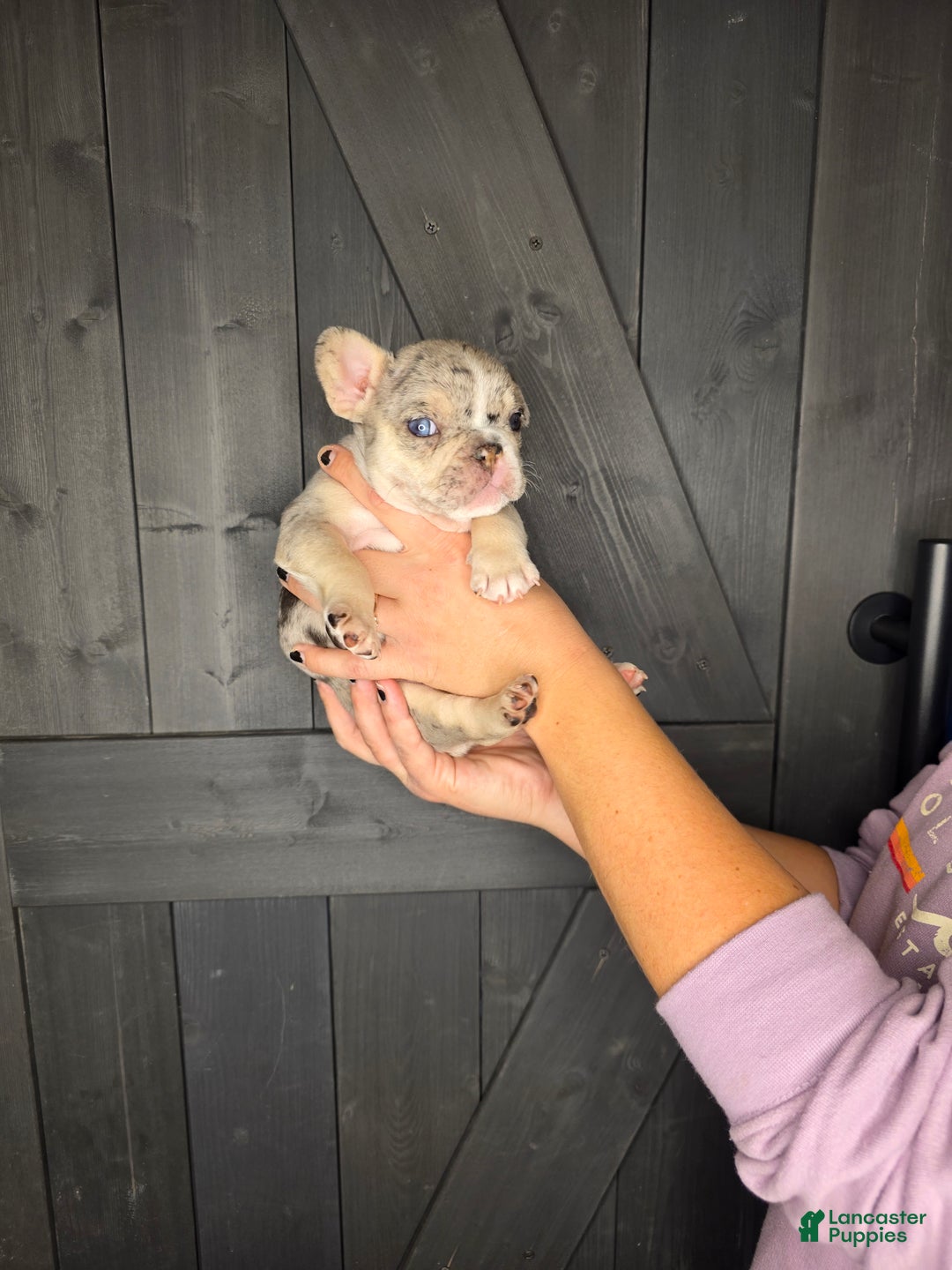 French Bulldog dogs for sale: French Bulldog Puppy 3 - Ad 2