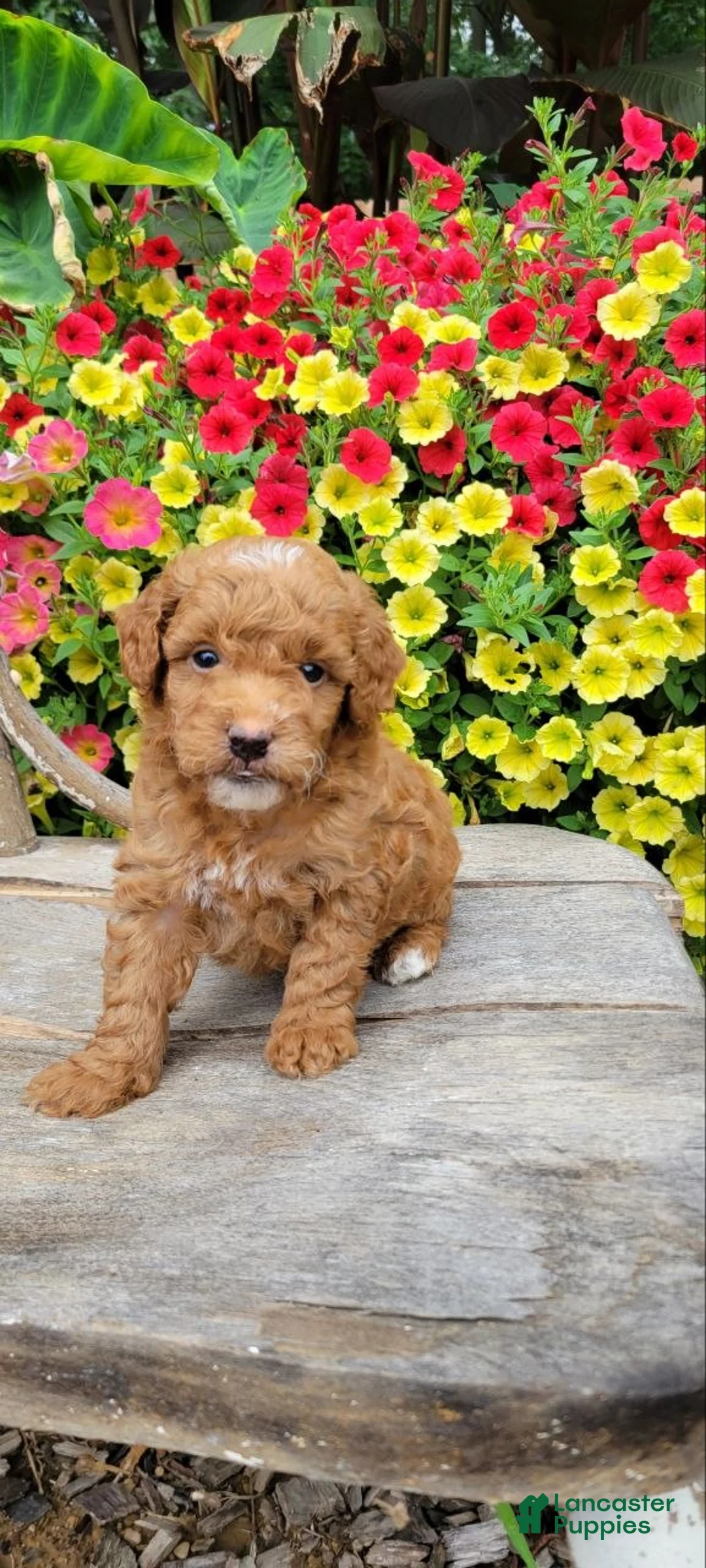 Mini Goldendoodle dogs for sale: Ginger  - Ad 4