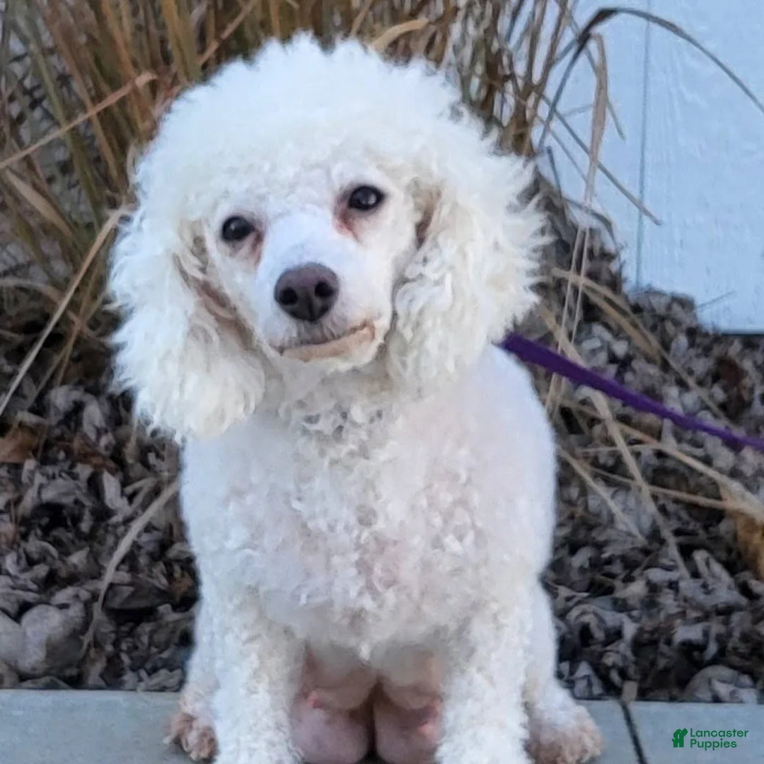 Bichpoo dogs for sale: Ty  - Ad 3