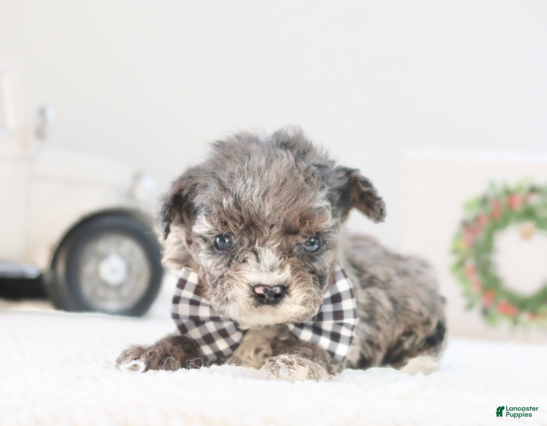 Toy Poodle dogs for sale: Dasher - Ad 3