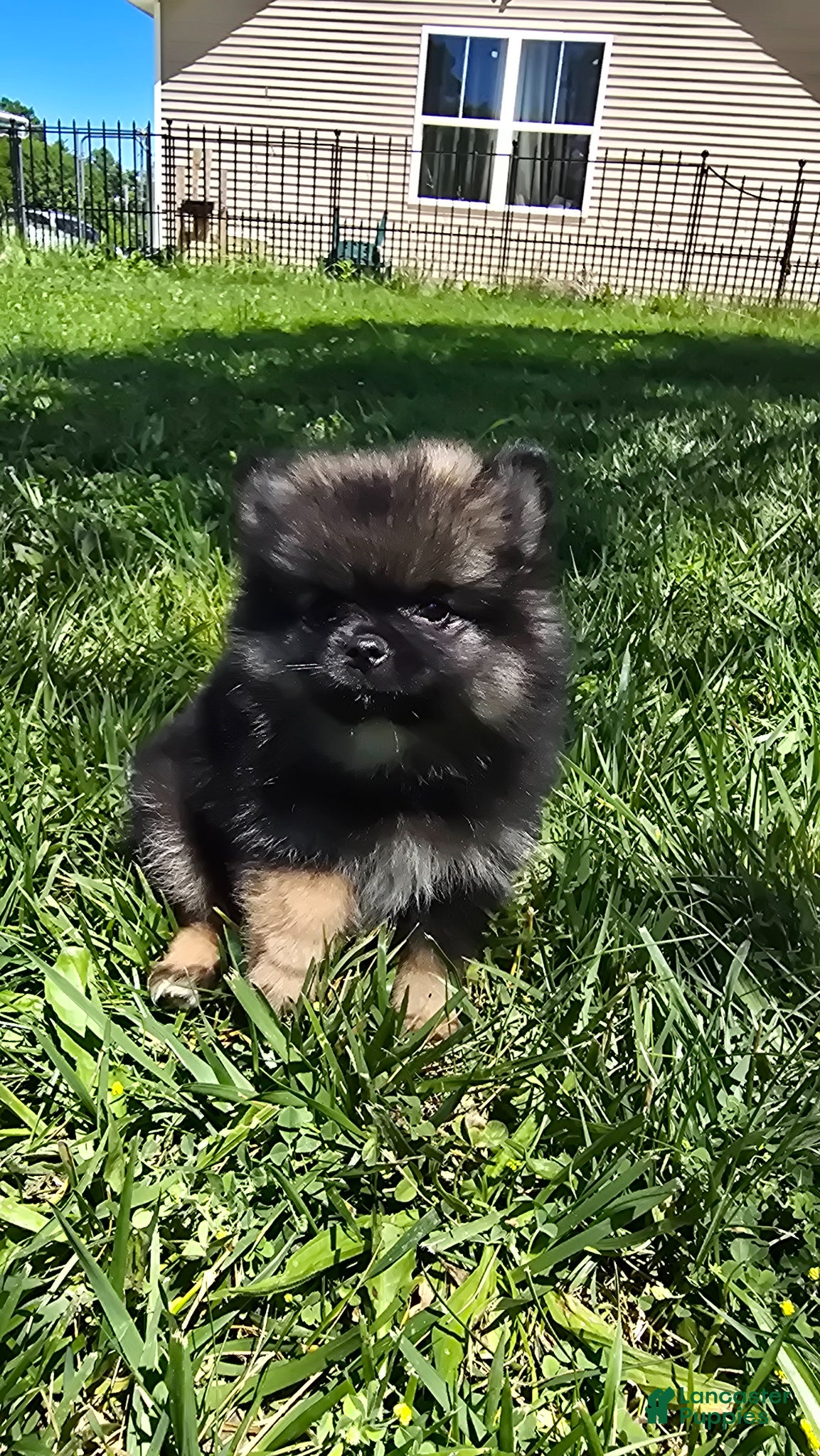 Pomeranian dogs Gizmo - Ad 2