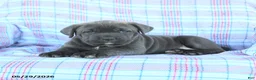 Cane Corso dogs for sale: Tammy - Ad 3