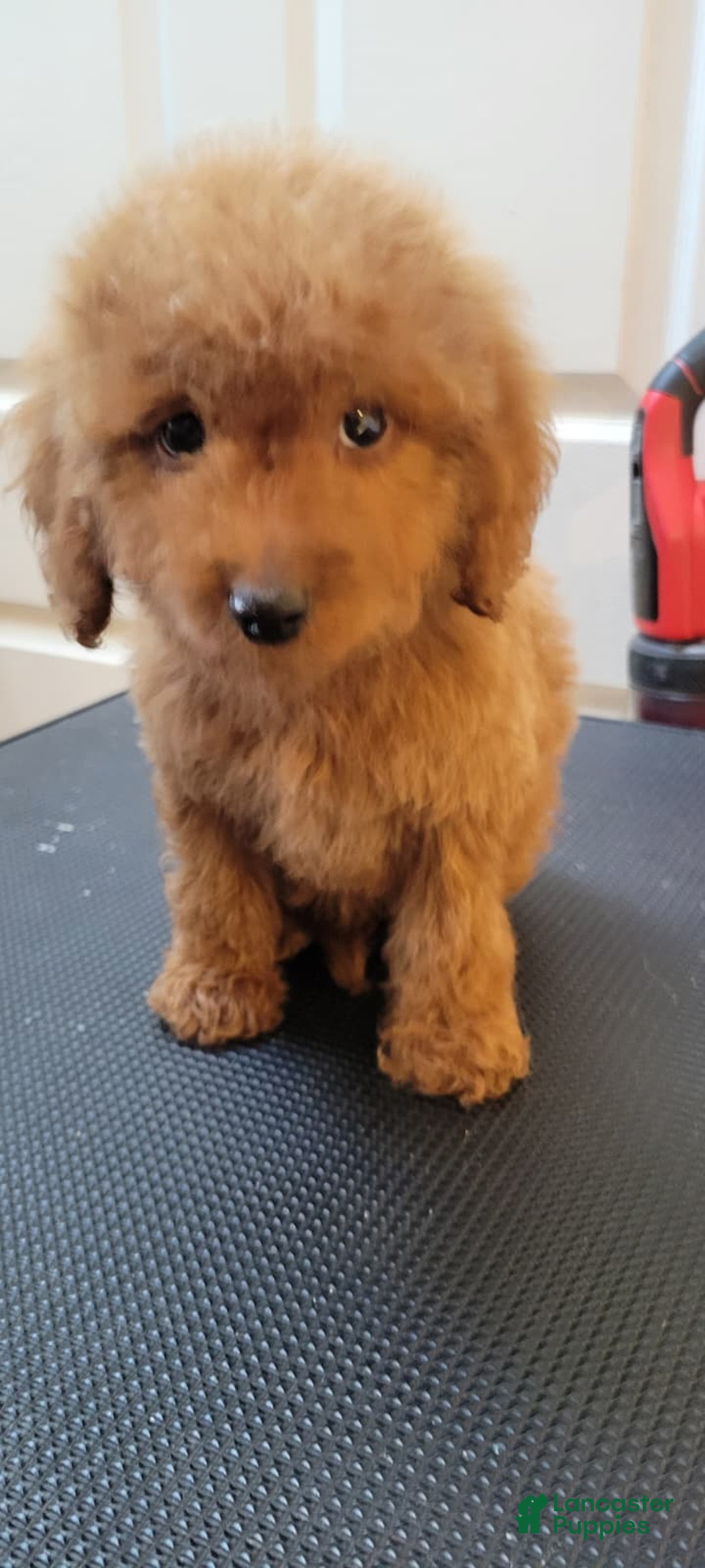 Mini Goldendoodle dogs for sale: Mini Goldendoodle Puppy 1 - Ad 2