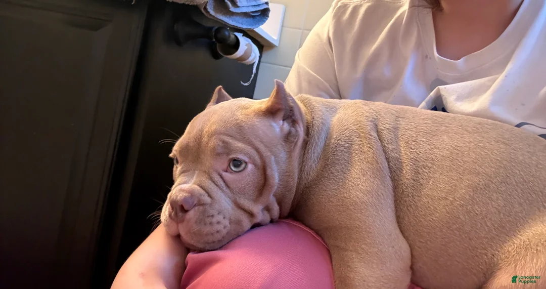 American Bully dogs for sale: American Bully Puppy 3 - Ad 2