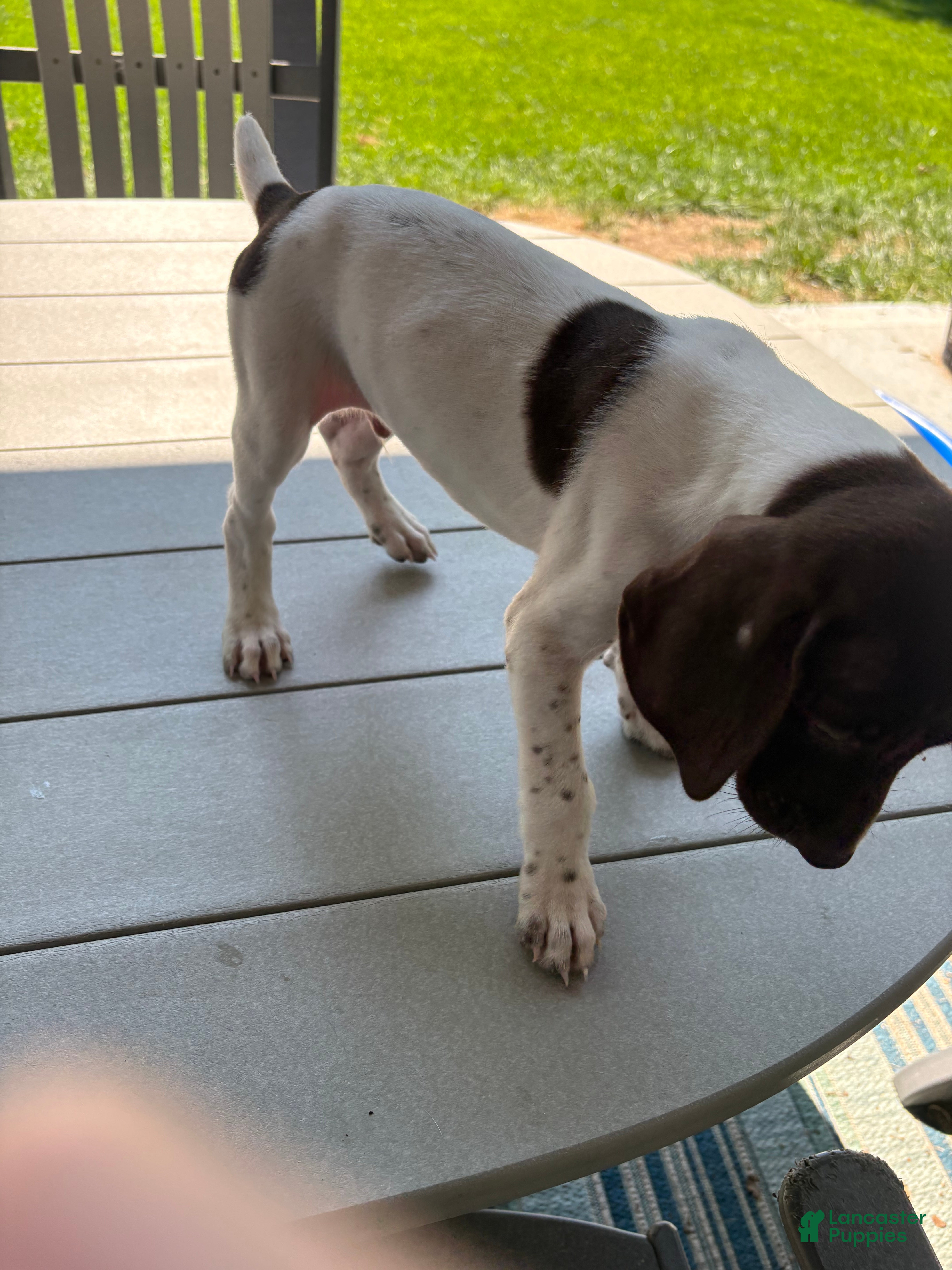 German Shorthaired Pointer dogs German Shorthaired Pointer 3 - Ad 9