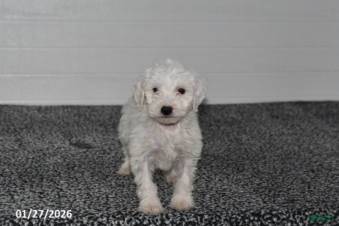 Mini Sheepadoodle dogs for sale: Snowball - Ad 4