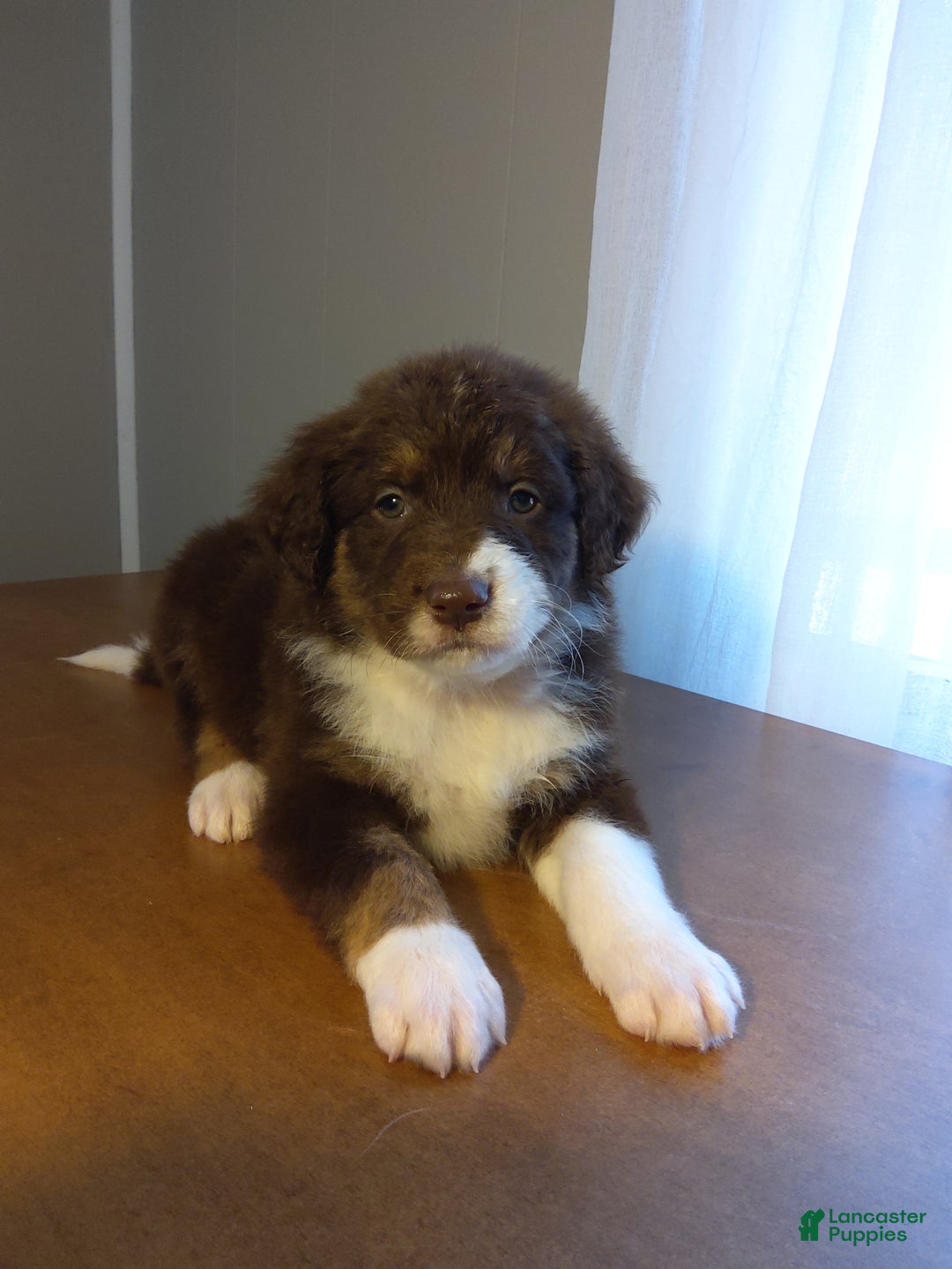 Aussiedoodle dogs for sale: Lino - Ad 1