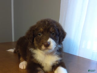 Aussiedoodle dogs Lino - Ad 26