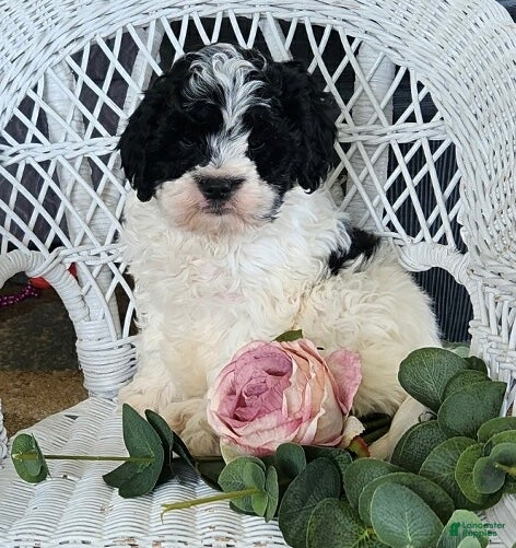 Cavapoo dogs Glendon - Ad 7