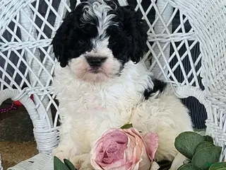 Cavapoo dogs Glendon - Ad 7