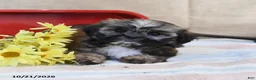 Shih Tzu dogs for sale: Sundae - Ad 2