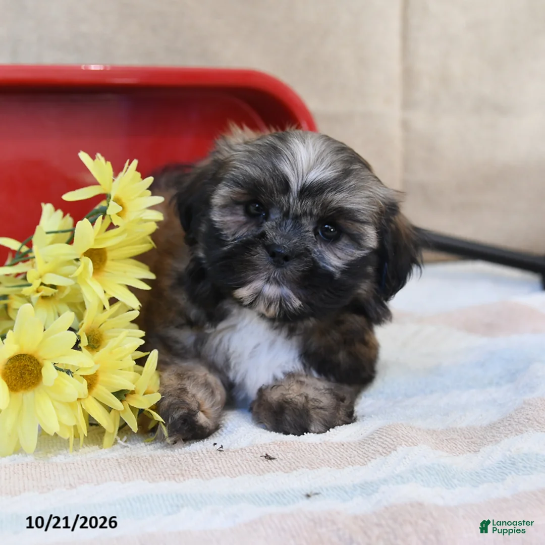 Shih Tzu dogs for sale: Sundae - Ad 2