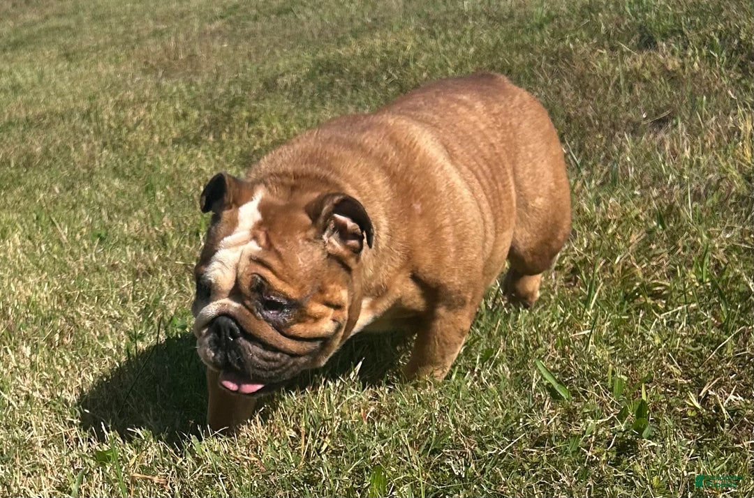 English Bulldog Puppy 1 for sale in Shelby | Lancaster Puppies