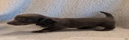 Miniature Dachshund dogs for sale: DAXX - Ad 5