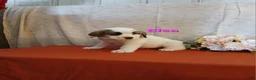 Saint Bernard dogs for sale: Elsa - Ad 1