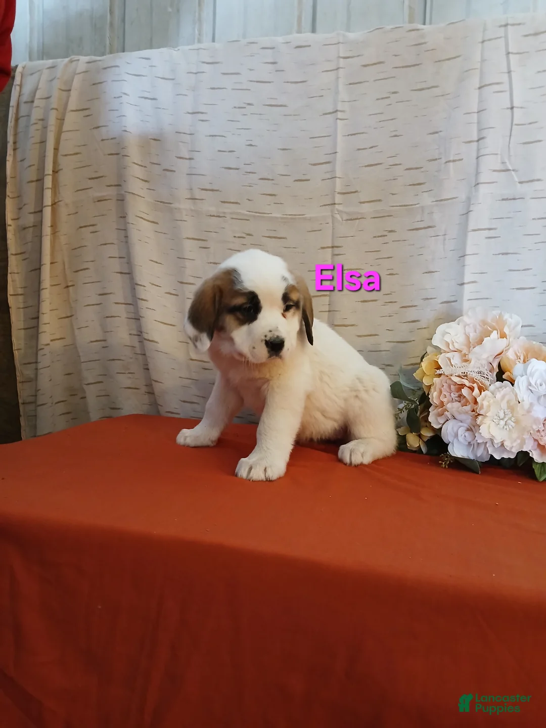 Saint Bernard dogs for sale: Elsa - Ad 1