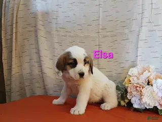Saint Bernard dogs Elsa - Ad 24