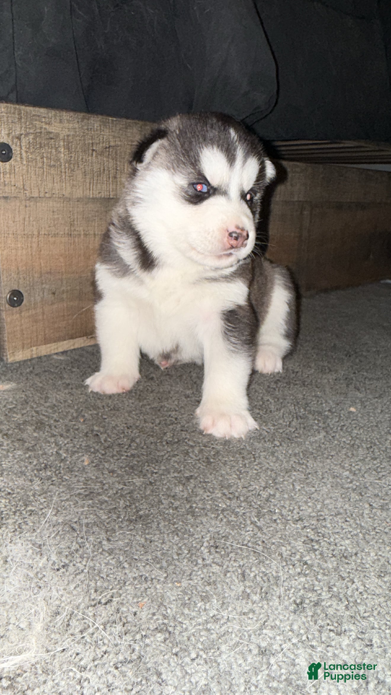 Siberian Husky dogs Theo - Ad 32