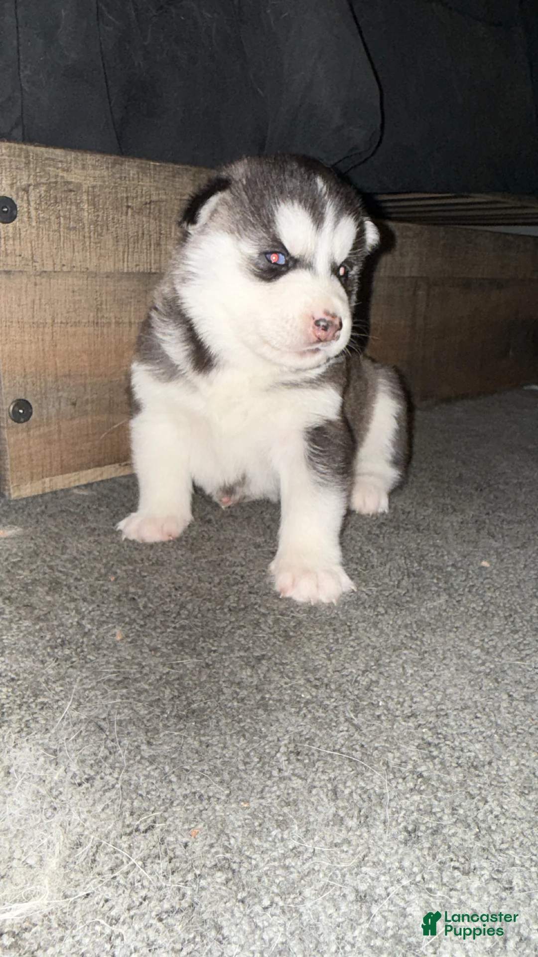Siberian Husky dogs for sale: Theo - Ad 1