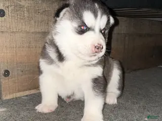 Siberian Husky dogs Theo - Ad 31