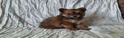 Pomapoo dogs for sale: Latte - Ad 2